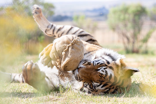 Shevar; © FOUR PAWS | Daniel Born 