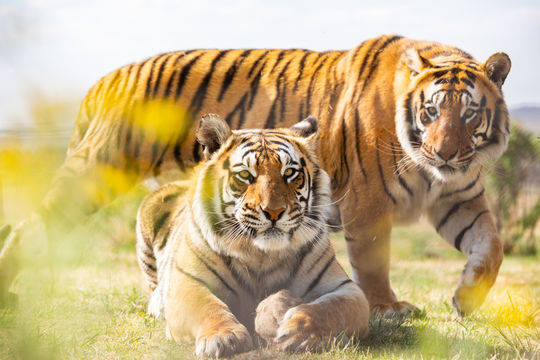 Shevar and Sharukh; © FOUR PAWS | Daniel Born 