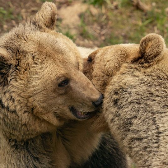 Luna; © BEAR SANCTUARY Mueritz | Tim Haltermann 