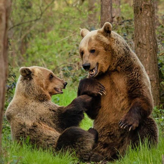 Luna; © BEAR SANCTUARY Mueritz | Tim Haltermann 
