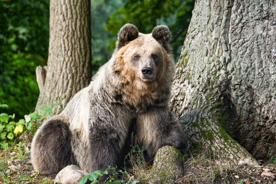 Dushi; © BEAR SANCTUARY Müritz | Manuela Klier 