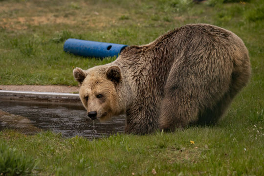 Dushi; © BEAR SANCTUARY Müritz | Manuela Klier 