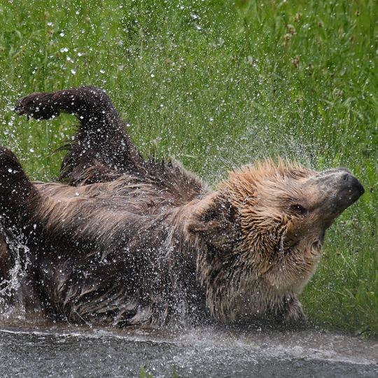 Dushi; © BEAR SANCTUARY Müritz | Manuela Klier 