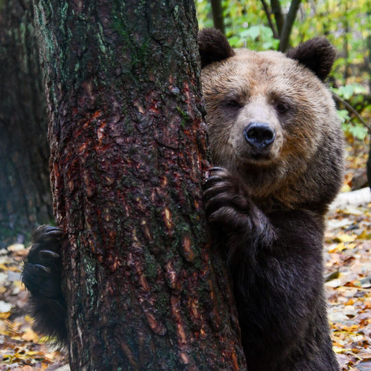 Sindi; © BEAR SANCTUARY Müritz | Manuela Klier 