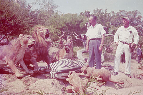 Walt Disney exploring the Jungle Cruise with machinist Louie Francuz, 1964; courtesy of the Walt Disney Archives, Photo Library, © Disney.