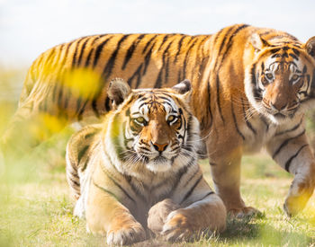 Shevar and Sharukh; © FOUR PAWS | Daniel Born 