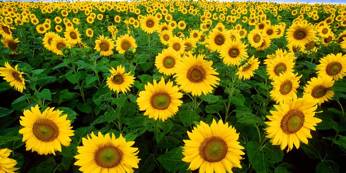 Sunflowers