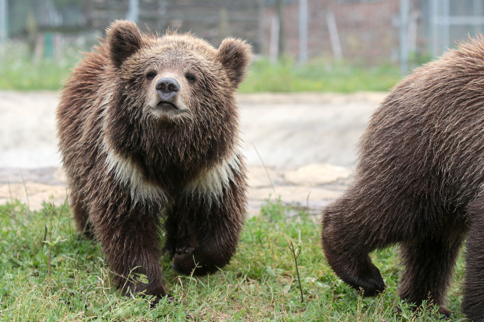Circuses Without Wild Animals - FOUR PAWS International - Animal Welfare Organisation