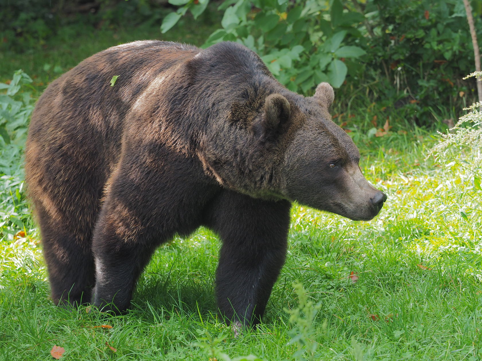 10 Facts About Brown Bears - FOUR PAWS International - Animal