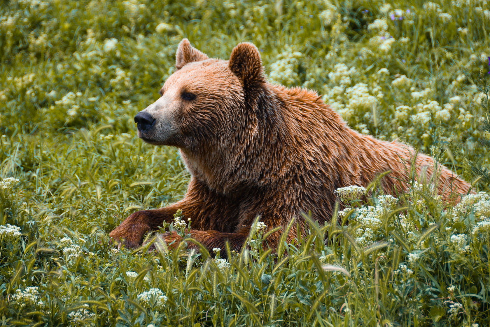 Information about bears - FOUR PAWS International - Animal Welfare  Organisation