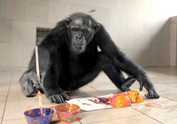 Amazon (Chimpanzee)