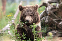 Andor (Brown Bear, Ukraine)