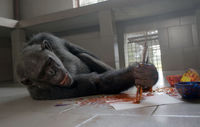 Lemba (Chimpanzee)