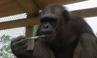 Mbebo (Chimpanzee)