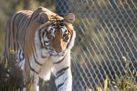 Arabella (Tiger)