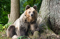 Dushi (Brown Bear, Albania)