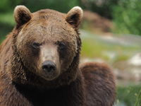 Erich (Brown Bear, Austria)
