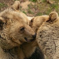 Luna (Brown Bear, Albania)