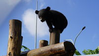 Mochi (Asiatic Black Bear, Vietnam)