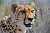 Pema (Cheetah)