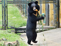 Saffron (Asiatic Black Bear, Vietnam)