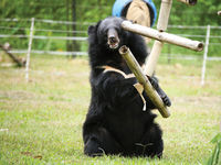 Marmite (Asiatic Black Bear, Vietnam)