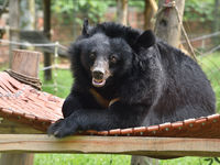 Gemma (Asiatic Black Bear, Vietnam)
