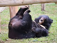 Zebedee (Asiatic Black Bear, Vietnam)
