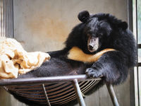 Xinxin (Asiatic Black Bear, Vietnam)