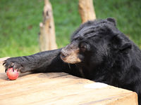 Fritz (Asiatic Black Bear, Vietnam)