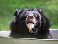 Whisper (Asiatic Black Bear, Vietnam)