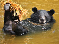 Ricky (Asiatic Black Bear, Vietnam)