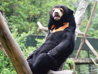 Layla (Sun Bear, Vietnam)