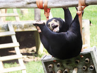 Goldie (Sun Bear, Vietnam)