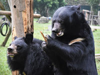 Amelia and Myrtle (Asiatic Black Bears, Vietnam)