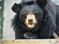 Royale (Asiatic Black Bear, Vietnam)