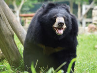 Poe (Asiatic Black Bear, Vietnam)
