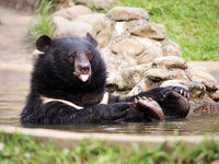 Spice (Asiatic Black Bear, Vietnam)